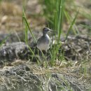 평택의 알락도요(Wood sandpiper)외 종달도요(Long-toed Stint) 이미지