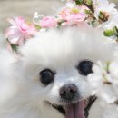 멍도시락 이미지