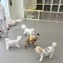 룰루랄라 댕치원 이미지