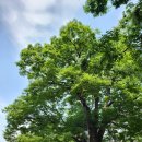 신덕목장 | 지하철타고 역사여행(성동구, 광진구편) 마조단, 살곶이벌, 사복시, 화양정의 공통점은?