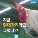 닭 - 33575 | 닭