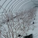 안줄농장 이미지