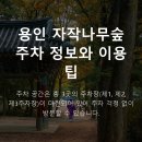 자작나무 - 강서구 화곡로44길 3 | 실제 다녀온 용인 자작나무숲 후기 – 입장료, 주차, 애견동반 총정리