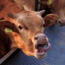 명품 TMR 사료 이미지