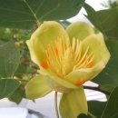 튤립나무 (tulip tree, 목백합) 이미지