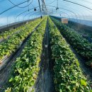 우두농장 이미지