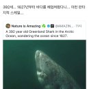 1627년부터 북극해를 떠돌고 있는 392년 된 그린란드 상어 이미지