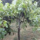 머루네건강원 이미지