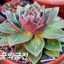 꿈의궁전 Daum카페