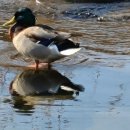 오리야오리 이미지