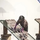 군산박대왕 이미지