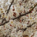 오늘카레 이미지