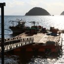 산양일주도로가로수 이미지