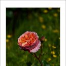 호수공원11로 이미지