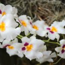 밀토니아(miltonia)