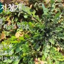 11월의 19가지 들나물, 먹는 방법과 간략한 효능 이미지