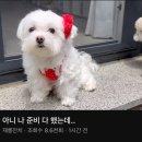 참 이미지