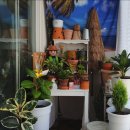 내가 우리집 가드너 이미지