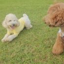 호야별 애견유치원 이미지