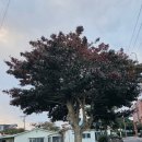 노루마당 | 🏡 제주 한 달 살이 ㅡ 귤밭 사이로 걷는 출근길과, 붉게 물드는 마당에서의 하루