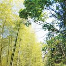 맹종죽순체험길 이미지