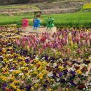 2025 회룡포 봄꽃축제 이미지