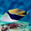 아일랜드 365 이미지