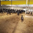 홍천염소농장 이미지