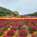 10/3인제 꽃 축제 이미지