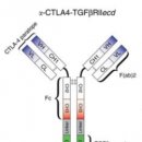약물 저항성 극복할 CTLA-4·TGF-β 타깃 이중항체 ‘Y-trap' 이미지