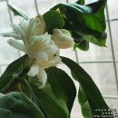 커피나무 이미지