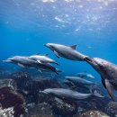 돌고래목욕탕 | 일본 미야케지마 돌고래투어 후기 (미쿠라지마섬)