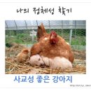 베르사최