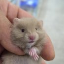 펫엔글라이더본점 이미지