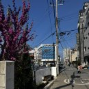 특별한 디저트 크로넛이 맛있는 우아동 분좋카 도산트 내돈내산 후기❣️