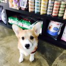 예뻐질개 이미지