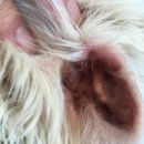 조암동물병원 이미지