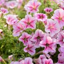 남종면나루터협동조합 이미지