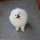 천사캣 이미지
