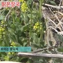 꽃다지 이미지