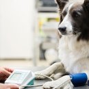 채플린동물병원 이미지