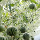 혼밥시대 이미지