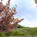 세븐일레븐 상도터널점 | [서산/태안 여행] 1박2일 : 겹벚꽃 보러 서산 문수사 찍고 태안에서 하룻밤 자고오기! (숙소 추천, 개별...