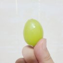 채니농장 | 💚채니네농장 샤인머스켓후기💚