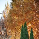 원대 수목원 | 빌트록스 85mm 후기 F2.0 EVO 20만원대 단렌즈 물향기수목원 출사