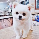 프란다스애견 이미지