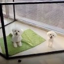 아롱펫샵 이미지