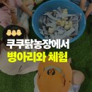 치유농장온생명살림 | 경북 초등학생 체험 프로그램 쿠쿠닭농장 - 병아리 오감만족 셀프 체험기