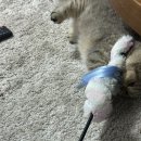 희망메디컬 | [비타민 메디컬 동물센터] 고양이 🐱폐렴/ 위, 장절개술 후기 2