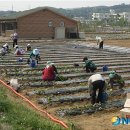최만순농장 뉴시스